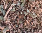 Leaf/Bush Mulch
